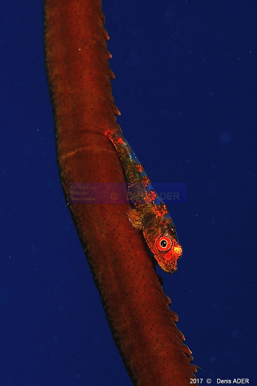 Bryaninops youngei gobie naine des antipathaires Cirripathes anguina-Safaga Tobia kebir-10m-20171120-Denis-ADER-DSC_3190_tn.jpg